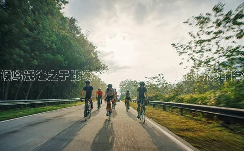 候鸟迁徙之于比赛：一种生态与竞技的奇妙结合